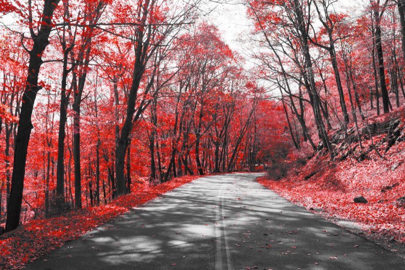 Estrada de floresta fotografada em preto e branco, com as folhas em vermelho
